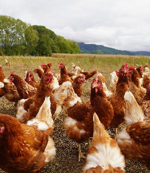 „Huhn im Glück“
